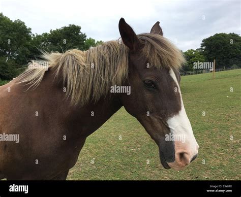 horse giving side eye.